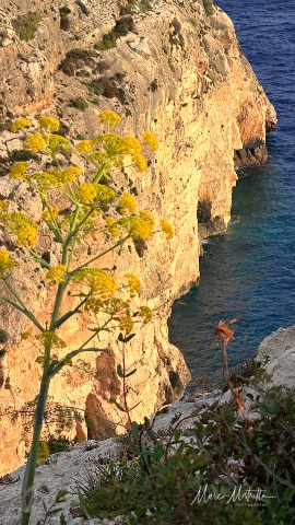Malta – foto 24